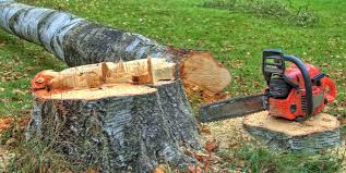 Best Stump Grinding and Removal  in Union, KY
