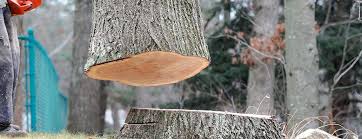 Best Tree Preservation Services  in Union, KY