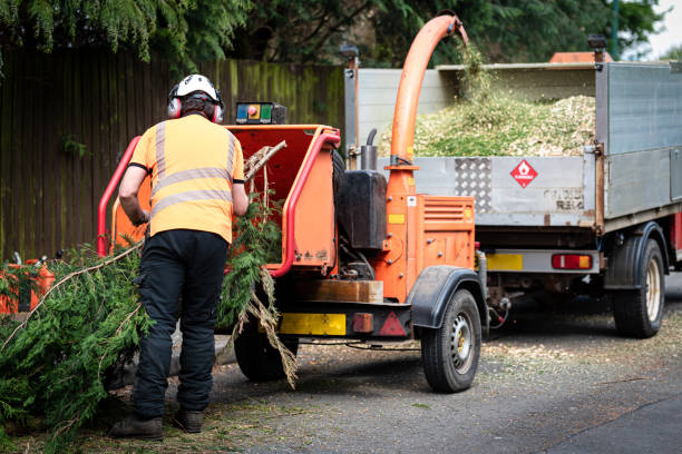 How Our Tree Care Process Works  in  Union, KY