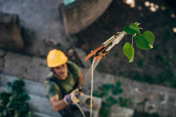 Best Tree Removal  in Union, KY