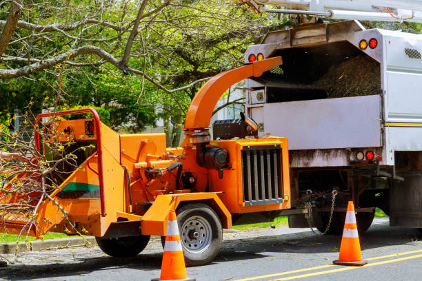 How Our Tree Care Process Works  in  Union, KY