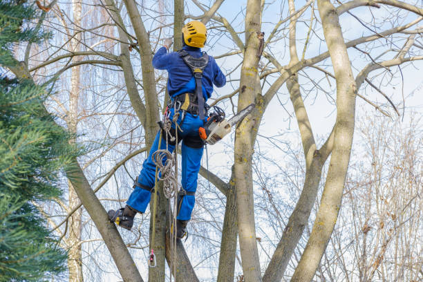 Trusted Union, KY Tree Services Experts