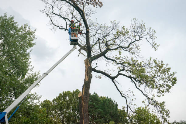 Best Tree Trimming and Pruning  in Union, KY