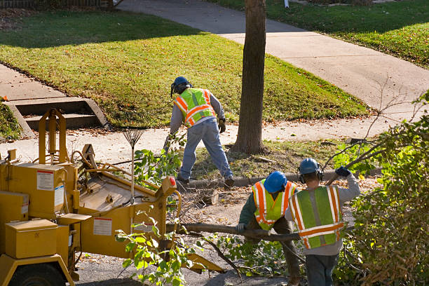 Best Tree Removal  in Union, KY