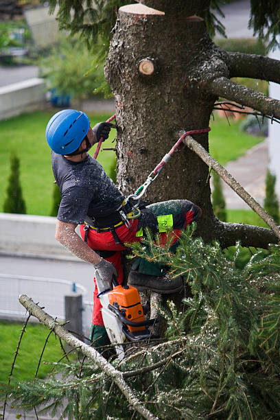 Best Lawn Maintenance Plans  in Union, KY