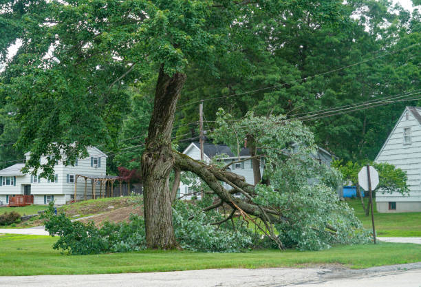 Best Emergency Tree Removal  in Union, KY