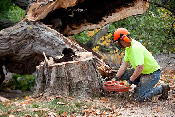 Best Tree Trimming and Pruning  in Union, KY
