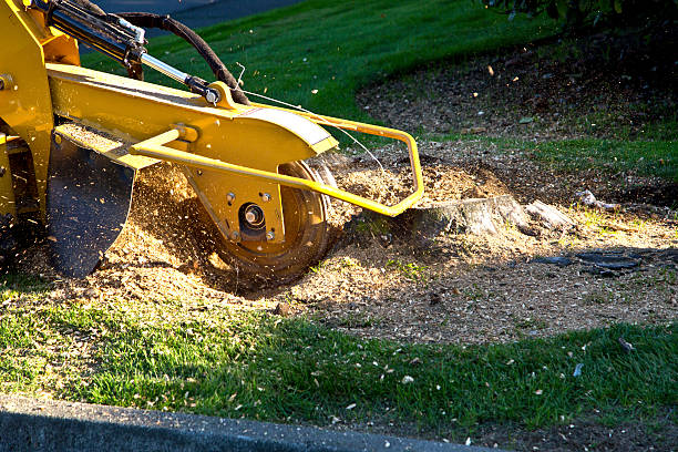 Best Lawn Mowing  in Union, KY