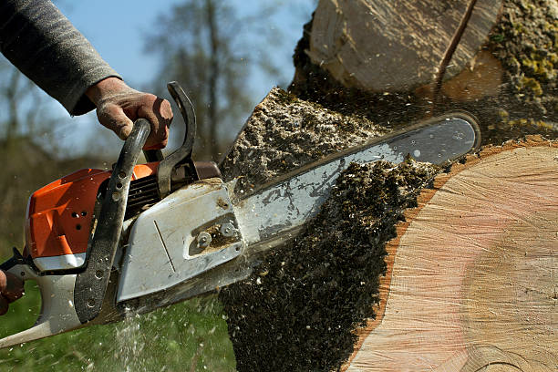Best Tree Maintenance Programs  in Union, KY