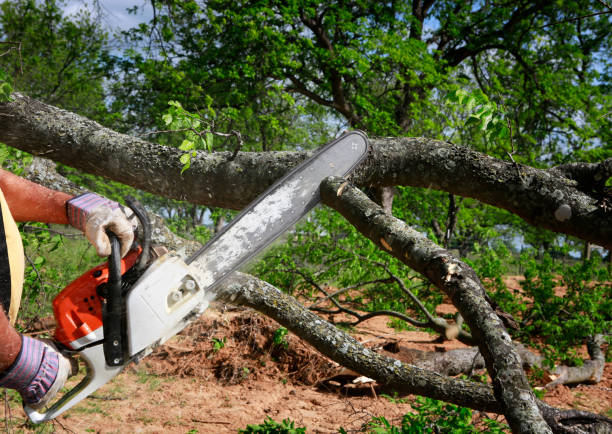 Best Storm Damage Tree Cleanup  in Union, KY